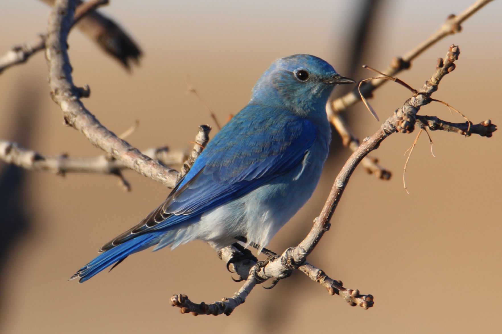 Mountain Bluebird